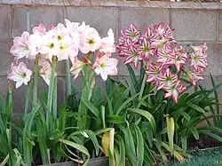 La floraison et le feuillage d'Hippeastrum sont simultanés.