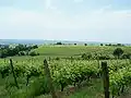 Vue du vignoble (mai&nbsp;2009)