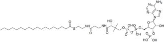 Image illustrative de l’article Stéaryl-coenzyme A