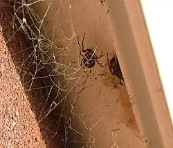 Toile de Steatoda nobilis