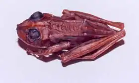 Description de l'image Stefania breweri holotype.jpg.