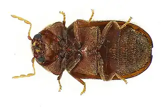 La vue ventrale montre notamment la tête et les fines soies sur l'abdomen