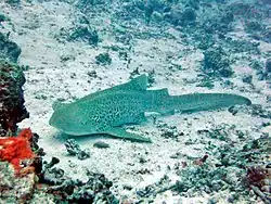 Un requin léopard (Stegostoma fasciatum)