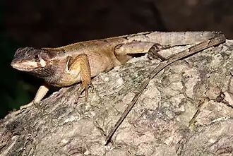 Description de l'image Stenocercus erythrogaster01b.jpg.