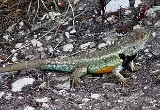 Description de l'image Stenocercus lache01.jpeg.