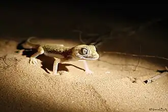 Description de l'image Stenodactylus sthenodactylus.jpg.