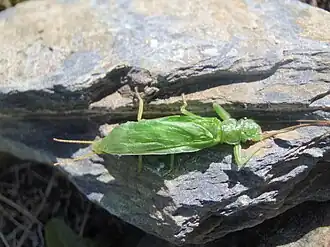 Description de cette image, également commentée ci-après