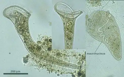Stentor roeseli (Alveolata, Ciliophora), Alvéolé cilié en forme de trompe.