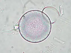 Stephanodiscus neoastraea.