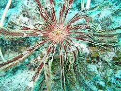 Stephanometra tenuipinna