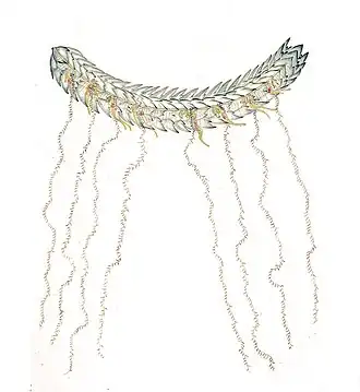 Stephanomia imbricata (Stephanomiidae)