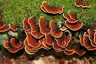 Stereum insignitum (Stereaceae)