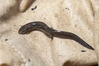 Description de l'image Stereochilus marginatus larva.jpg.