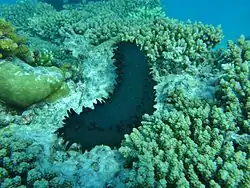 Holothurie verte (Stichopus chloronotus)