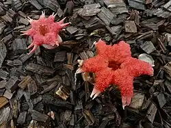 Aseroe rubra (Clathraceae)