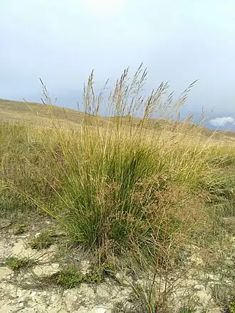 Description de l'image Stipa splendens 25106564.jpg.
