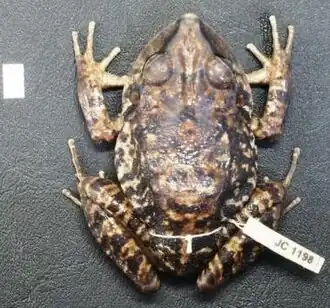 Description de l'image Strabomantis aramunha.jpg.