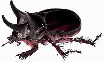 Description de l'image StrategusAntaeus.jpg.