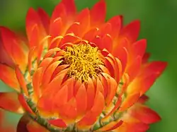 Cultivar à bractées  orange et disque central jaune.