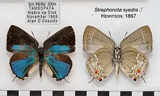 Description de l'image StrephonotaSyedraMUpUnAC1614 1615.jpg.