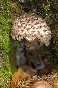 Cuticule floconneuse(Strobilomyces strobilaceus)