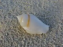 Gibberulus gibberulus albus