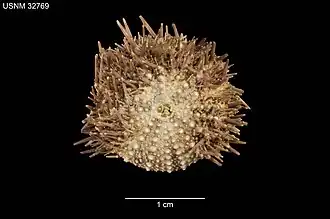 Strongylocentrotus pulchellus