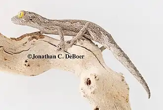 Description de l'image Strophurus rankini.jpg.