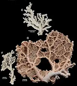 Stylaster alaskanus.