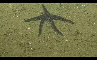 Stylasterias forreri