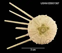 Stylocidaris reini cladothrix