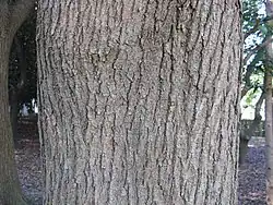 Styphnolobium japonicum.