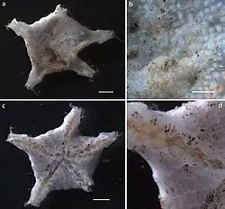 Styracaster paucispinus (NHMUK).