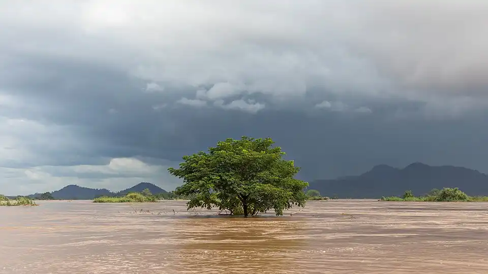 Arbre immergé dans le Mékong sous un ciel sombre pendant la mousson, à Si Phan Don (4 000 îles).
