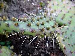 Les glochides jaunes d'Opuntia howeyi (de), les zébrures sur les feuilles de l'Aloès maculé et les côtes grisâtres sillonnant la tige de l'Euphorbe vireuse présentent des couleurs aposématiques avertissant les prédateurs de la spinescence propre à protéger ces plantes contre les mammifères herbivores.