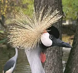 Grue couronnée d'Afrique du Sud au zoo de Dresde, Allemagne.