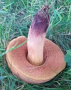 Base du pied betterave.