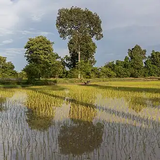 Rizières vertes ensoleillées de Don Det, avec deux arbres se réfléchissant partiellement dans l'eau, avec de longues ombres en fin d'après-midi, pendant la mousson. Août 2018.