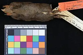 Description de l'image Surdisorex polulus.jpg.