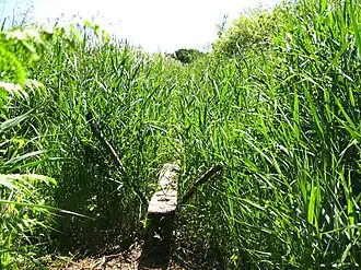 Image illustrative de l’article Sweet Track