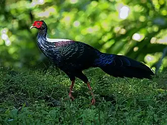 Description de cette image, également commentée ci-après