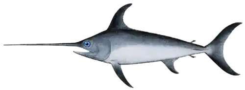 Espadon - Xiphias gladius.