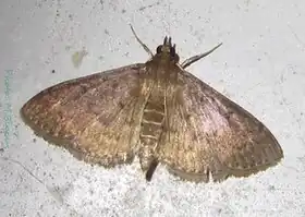 Description de l'image Syllepte violacealis-25mm.jpg.