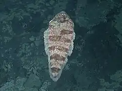 Symphurus thermophilus