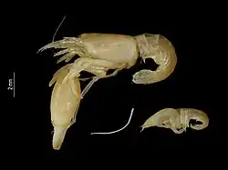 Synalpheus paraneomeris