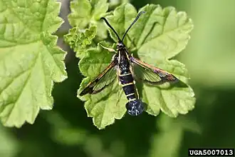 Description de l'image Synanthedon tipuliformis 01.jpg.