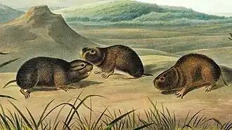 Description de l'image Synaptomys borealis.jpg.