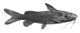 Description de l'image Synodontis schall.jpg.