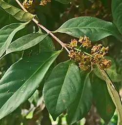 Feuilles et inflorescence en panicule des fleurs, à Bogor, sur l'île de Java, en Indonésie.