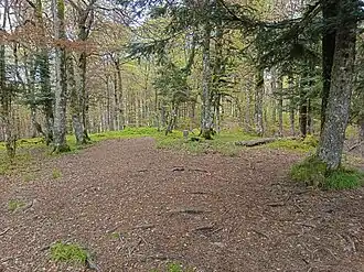 Le sommet de la tête du Chat Sauvage.